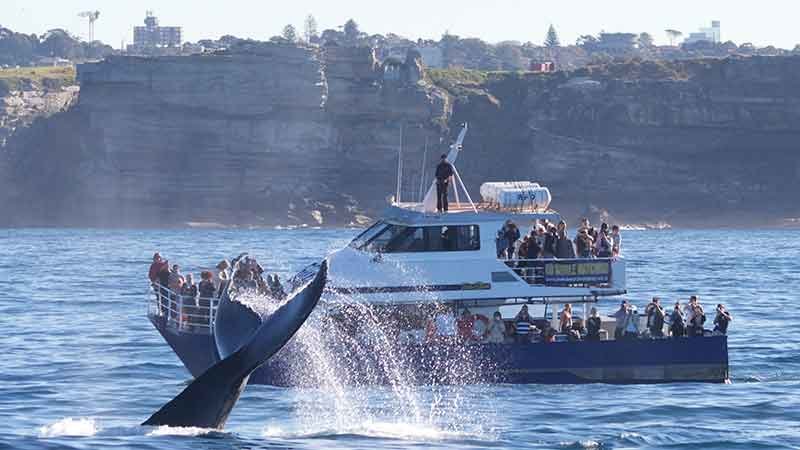 4430_image1_web-sydney-harbour-cruises