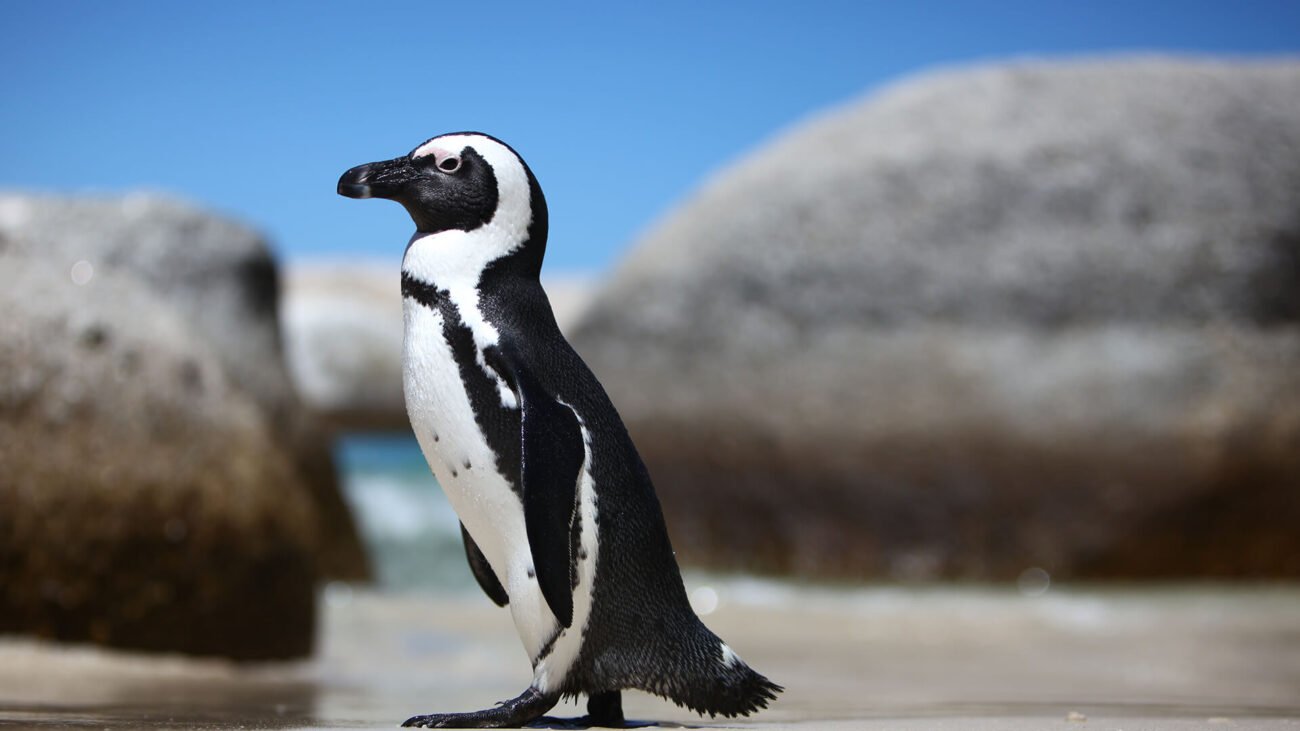 animals_hero_penguin_02_1