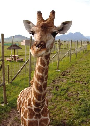 girafeehousegiraffe